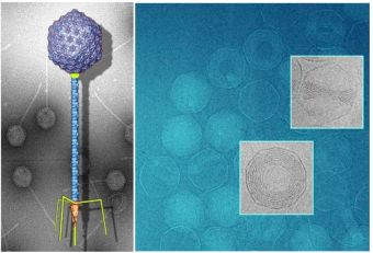 Bacteriophage